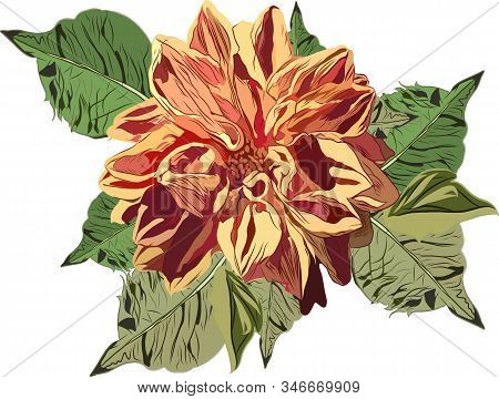 Sketch, Beautiful Garden Flower With Burgundy Petals And Green Leaves