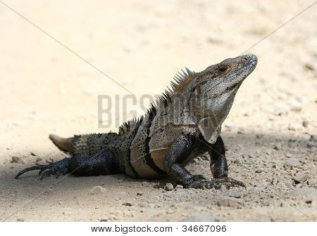 Black spinoso dalla coda Iguana