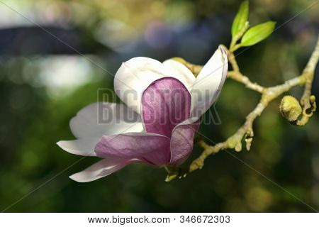 Pink Magnolia (magnolia Liliiflora.) Or Tulip Tree.