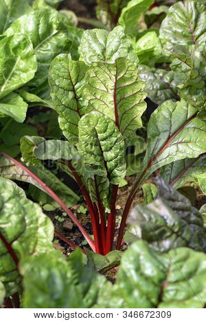 Organic Swiss Chard In Plantation Field.