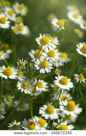 Organic Chamomile (chamaemelum Nobile L.). On Natural Plantation Field.