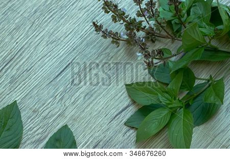 Thai Basil On Wood Table. It Is A Type Of Basil Native To Southeast Asia. Its Flavor, Is Anise- And 