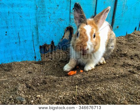 Bunny Or Hare Or Rabbit With The Blue Wooden Wall Background On The Sand Ground. The Animal Has Long
