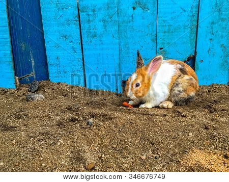 Bunny Or Hare Or Rabbit With The Blue Wooden Wall Background On The Sand Ground. The Animal Has Long