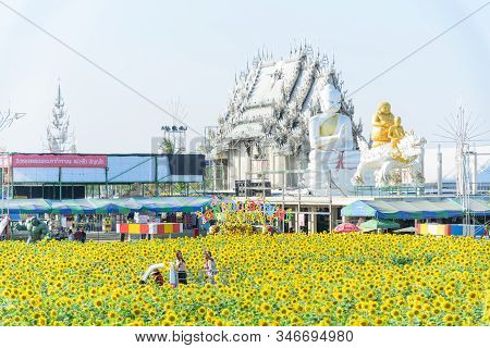 Nakhonpathom , Thailand -  9 Jan, 2020 : Wide View Of Sunflower Field At Wat Si Yaek Charoen Phon