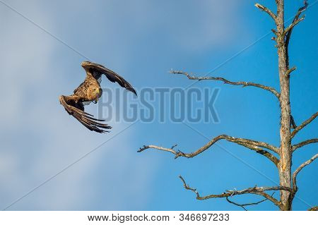 Juvenile White-tailed Eagle  In Flight. Front View. Sky Background. Scientific Name: Haliaeetus Albi