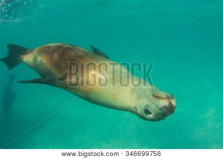 Australian Sea Lion swimming underwater 