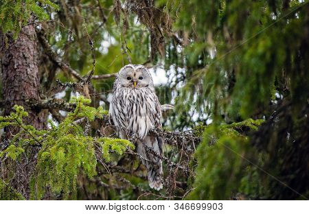 An Owl Sits On The Branches Of A Fir Tree. Ural Owl, Scientific Name: Strix Uralensis. Natural Habit