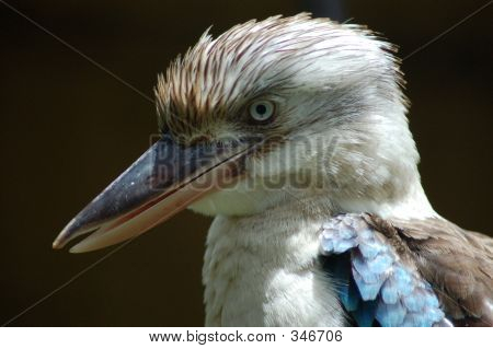 Kookabura Closeup