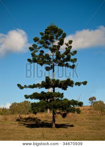 Bunya borovice