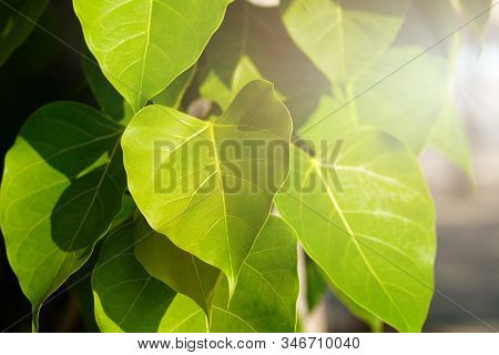 Green Leaf Pho Leaf, (bo Leaf, Bothi Leaf) With Sunlight In Nature. Bo Tree Representing Buddhism In
