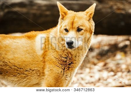 Australian Dingo