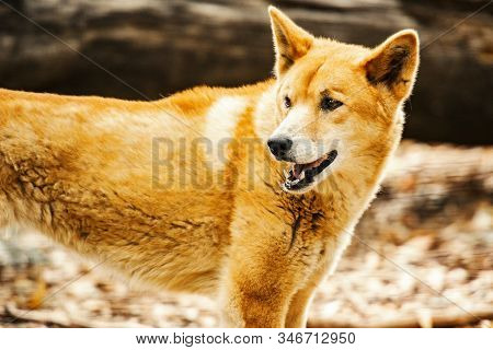 Australian Dingo