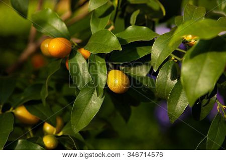 Kumquat Tree. Citrus. And Sweet Fruit From China. Nagami Kumquat. Dense Abundance Of Small Orange Fr