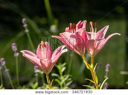 Close-up Of Pink Liles Flowers.  Common Names For Species In This Genus Include Fairy Lily Rainflowe