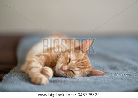 Cute red kitten with classic marble pattern sleeps on sofa. Adorable little pet. Cute child animal