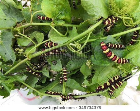 Many Caterpillars,little Worms Before Becoming A Butterfly