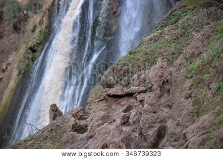 Macaque Monkeys Near Ouzoud Watterfall