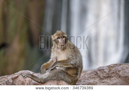 Macaque Monkeys Near Ouzoud Watterfall