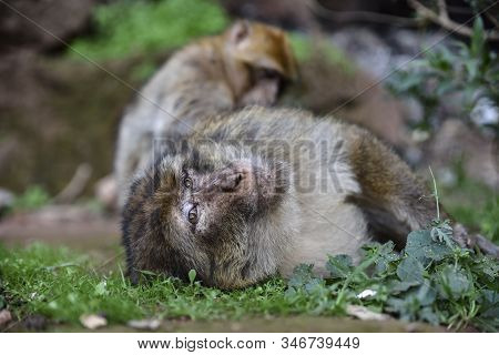 Macaque Monkeys Near Ouzoud Watterfall