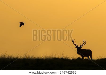 Silhouette Of A Red Deer (cervus Elaphus) Stag In Rutting Season With A Raven On The Field Of Nation