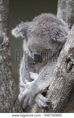 Close Up Of A Sleeping Koala On A Eucalyptus Tree At The Daisy Hill Koala Center In Brisbane, Austra