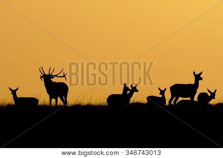 Silhouette Of A Red Deer (cervus Elaphus) Stag With A Group Of
Female Red Deer In Rutting Season On 