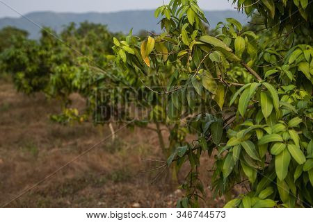 Green Mangoes On The Tree. Mango Trees Growing In A Field In Asia. Mangoes Fruit Plantation. Delicio