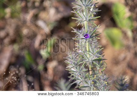 First Spring Flower Violet Blepharis Plant Blooming, Forest Of Maharashtra. Blossom Of Young Purple 