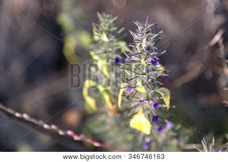 First Spring Flower Violet Blepharis Plant Blooming, Forest Of Maharashtra. Blossom Of Young Purple 