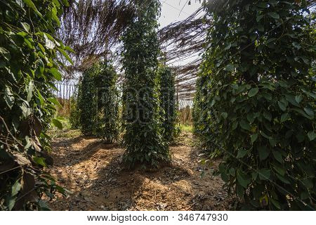 Black Pepper Plants Growing On Plantation In Asia. Ripe Green Peppers On A Trees. Agriculture In Tro
