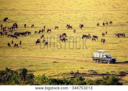 Safari Concept. Safari Car With Wildebeests In African Savannah. Masai Mara National Park, Kenya.
