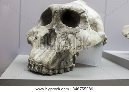 Barcelona, Spain - Dec 27th 2019: Skull Of Paranthropus Boisei, Replica. Catalan Museum Of Archaeolo