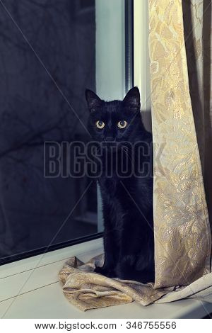 Black And White Cat Hiding Behind A Yellow Curtain.selective Focus