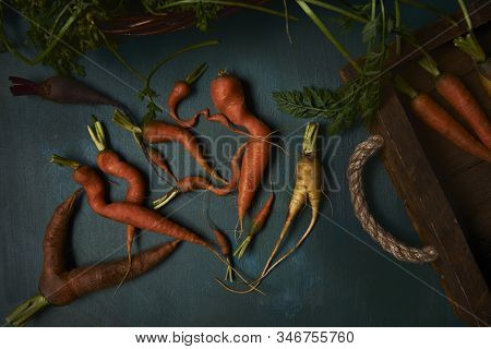 Weirdly Shaped Fresh  Root Vegetables On Dark Blue Rustic Background
