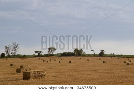 Fresco embalado feno em um campo de Verão