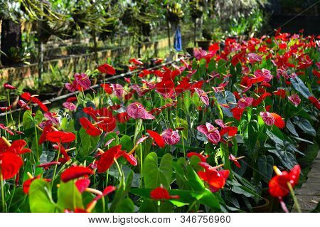 Anthurium Taiflower Blooming At Greenhouse