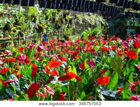 Anthurium Taiflower Blooming At Greenhouse