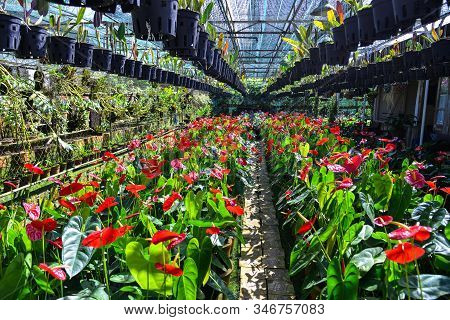 Anthurium Taiflower Blooming At Greenhouse