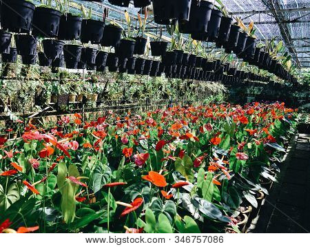 Anthurium Taiflower Blooming At Greenhouse
