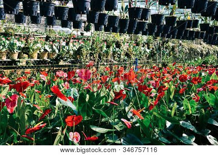 Anthurium Taiflower Blooming At Greenhouse