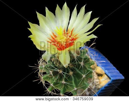 Hamatocactus Setispinus Plant Flower, Magnification, Detail, Isolated On Black Background