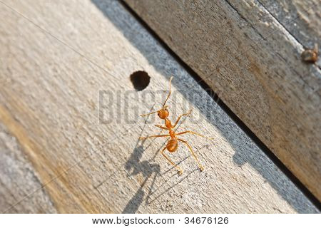 Ant