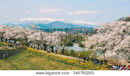 Cherry Blossom At Riverbank Park Of Shiroishi River