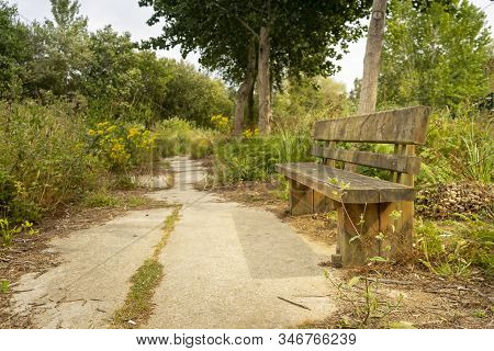Wooden Bench In An Abandoned Park On Summer