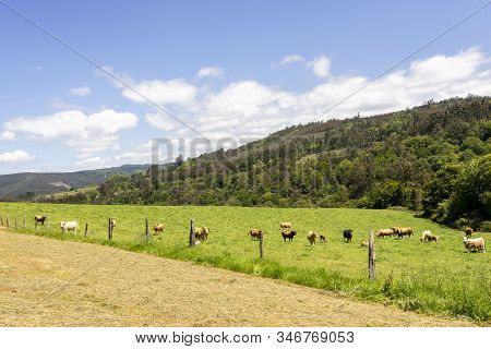 Farm Of Cows And Bulls Grazing On The Mountain