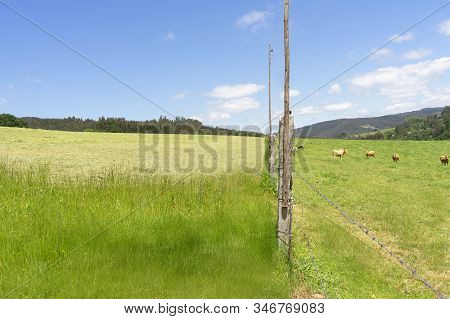 Farm Of Cows And Bulls Grazing On The Mountain
