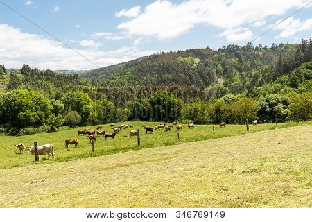 Farm Of Cows And Bulls Grazing On The Mountain