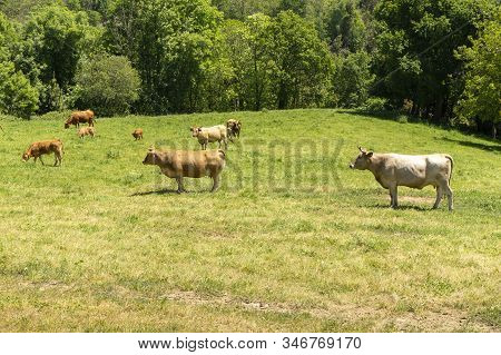 Farm Of Cows And Bulls Grazing On The Mountain