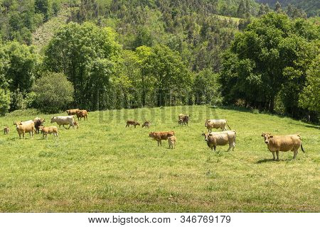 Farm Of Cows And Bulls Grazing On The Mountain